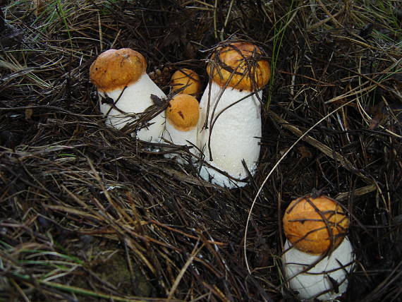 červeňaky Leccinum albostipitatum den Bakker & Noordel.