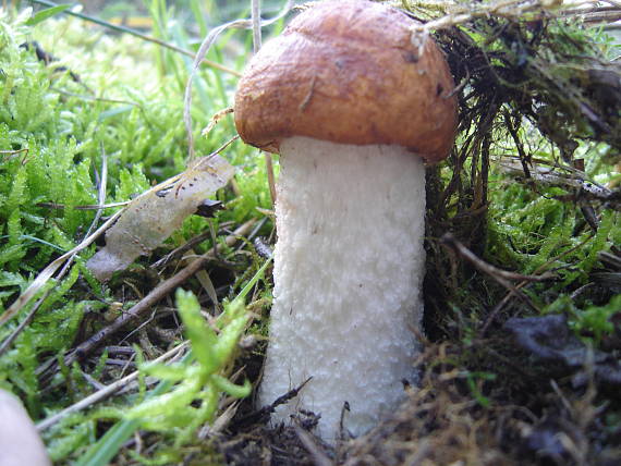 kozáčik Leccinum albostipitatum den Bakker & Noordel.