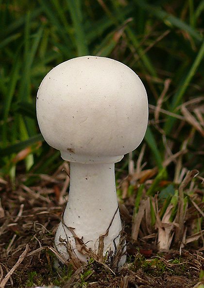 bedlica ružovolupeňová Leucoagaricus leucothites (Vittad.) Wasser