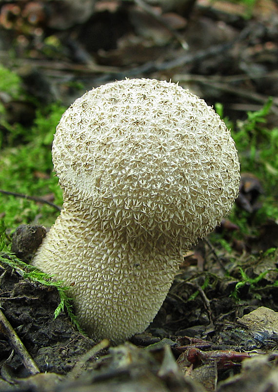 prášnica pichliačová Lycoperdon echinatum Pers.