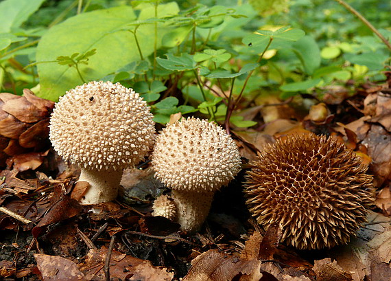 prášnica bradavičnatá Lycoperdon perlatum Pers.