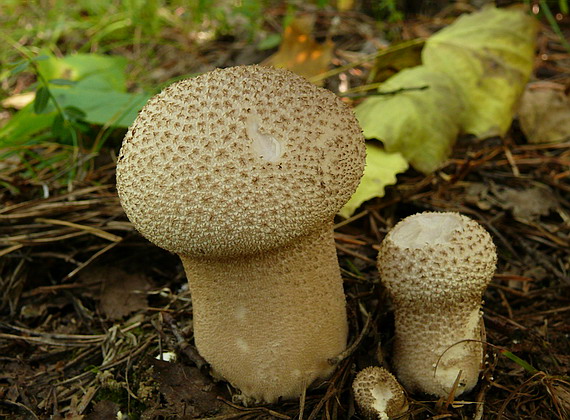 prášnica Lycoperdon sp.