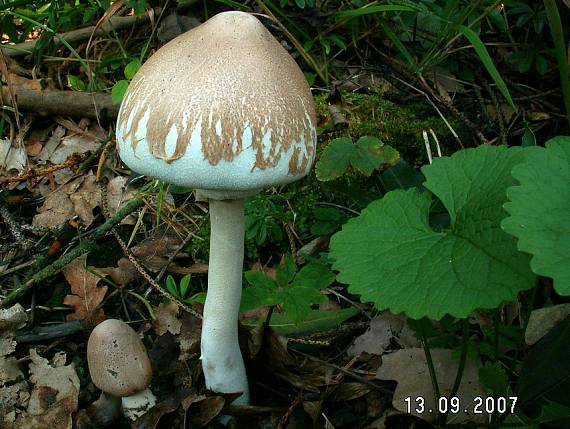 bedľa Konradova Macrolepiota konradii (Huijsman ex P.D. Orton) M.M. Moser