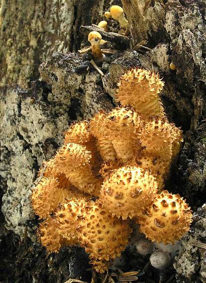 šupinovka šupinatá Pholiota squarrosa (Vahl) P. Kumm.