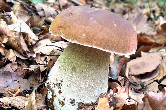 hríb smrekový Boletus edulis Bull.