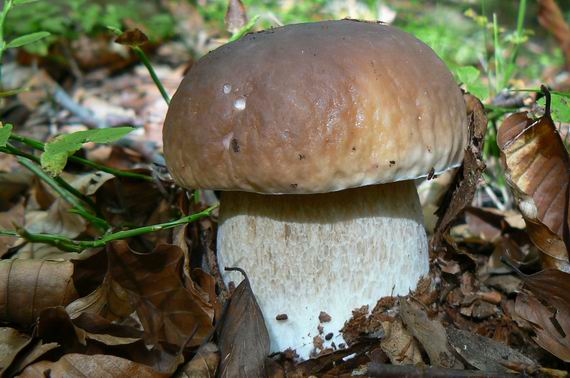 hríb smrekový Boletus edulis Bull.