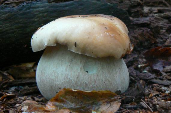 hríb smrekový Boletus edulis Bull.