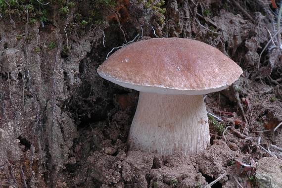 hríb smrekový Boletus edulis Bull.