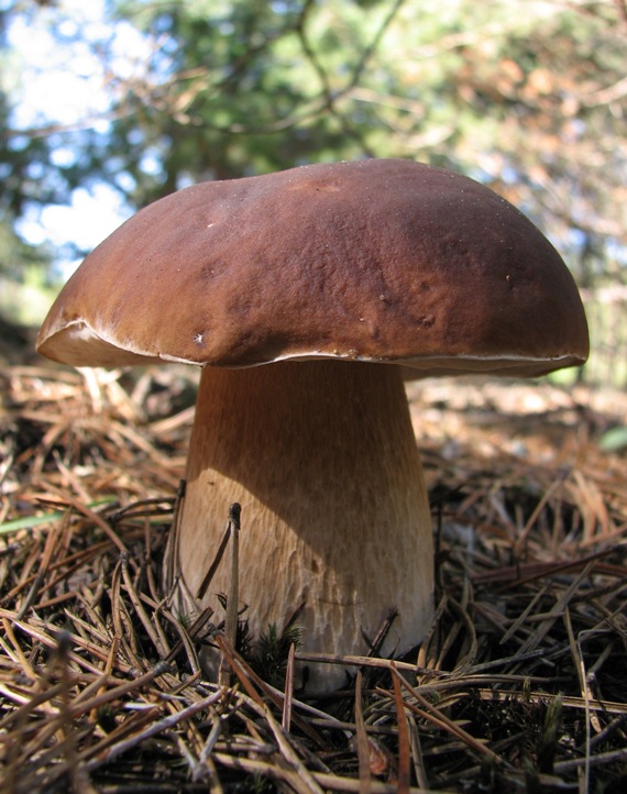 hríb smrekový Boletus edulis Bull.