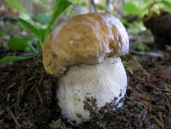 hríb smrekový Boletus edulis Bull.