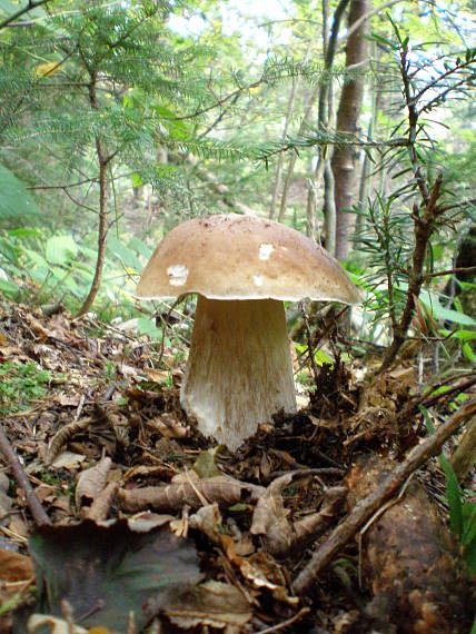 hríb smrekový Boletus edulis Bull.