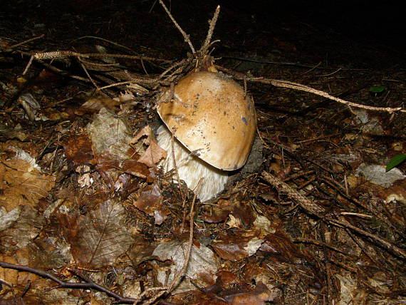 hríb smrekový Boletus edulis Bull.