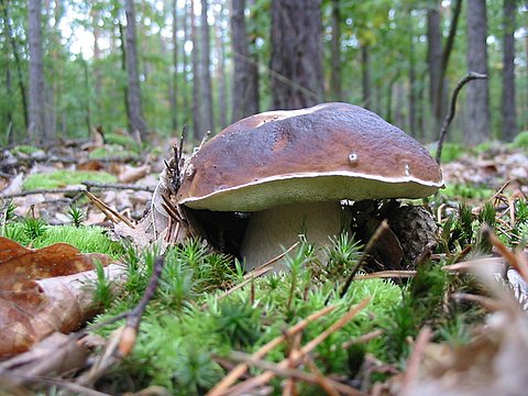 hríb sosnový Boletus pinophilus Pil. et Dermek in Pil.