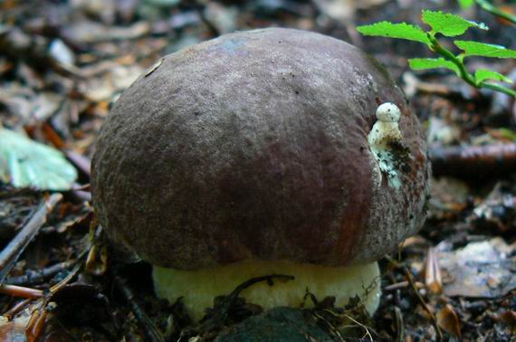 hríb Boletus sp.