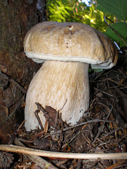 hríb Boletus sp.