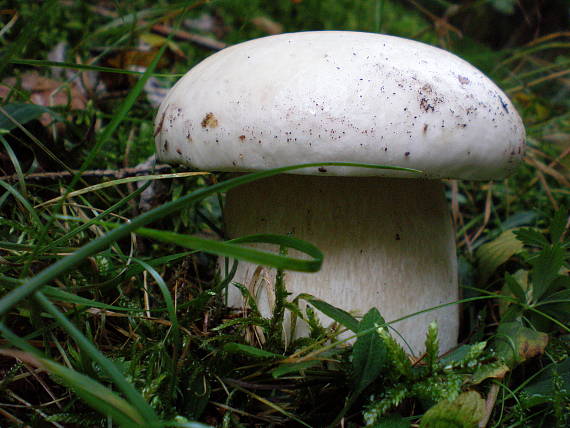 hríb Boletus sp.