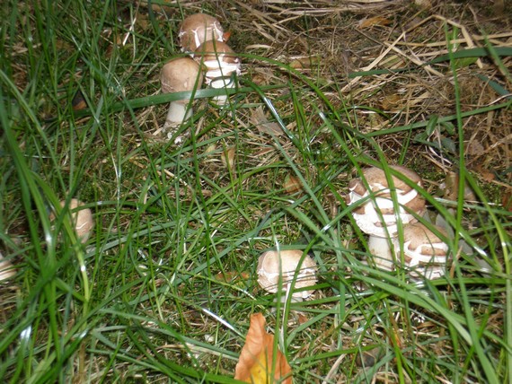 bedľa červenejúca Chlorophyllum rachodes (Vittad.) Vellinga