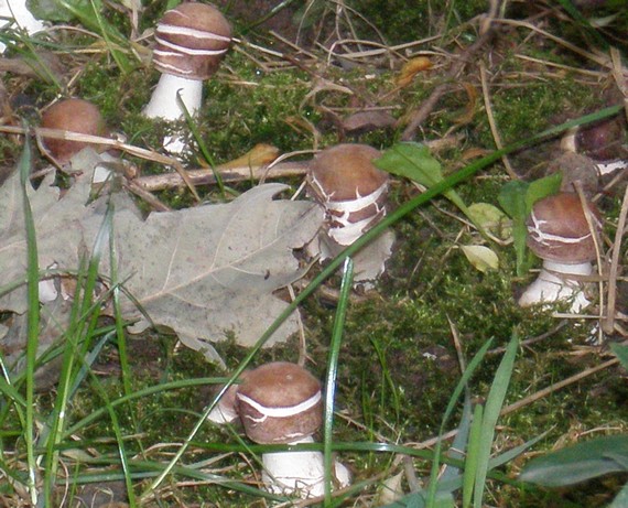 bedľa červenejúca Chlorophyllum rachodes (Vittad.) Vellinga