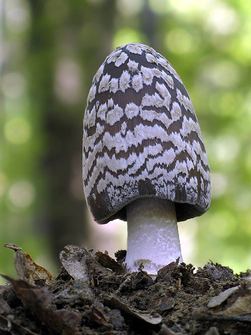 hnojník strakatý Coprinopsis picacea (Bull.) Redhead, Vilgalys & Moncalvo