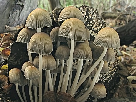 hnojník Coprinus sp.