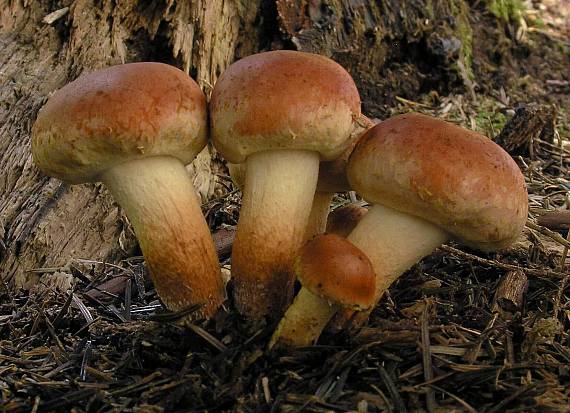 strapcovka tehlovočervená Hypholoma lateritium (Schaeff.) P. Kumm.