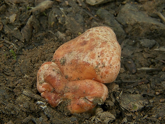 rýdzik pravý Lactarius deliciosus (L.) Gray