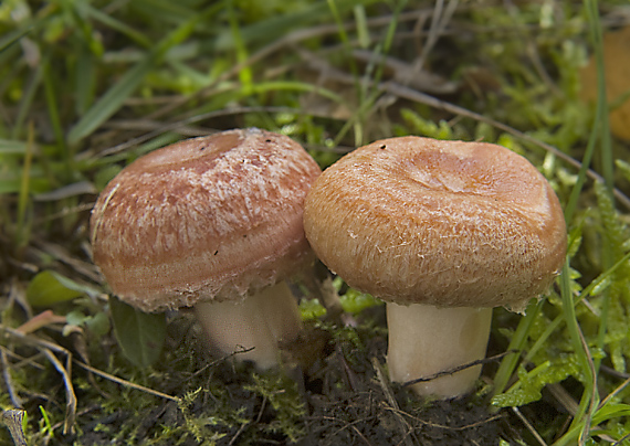 rýdzik kravský Lactarius torminosus (Schaeff.) Gray