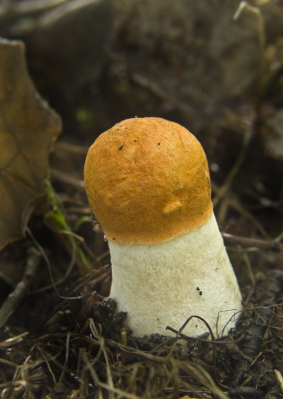 kozák osikový Leccinum albostipitatum den Bakker & Noordel.