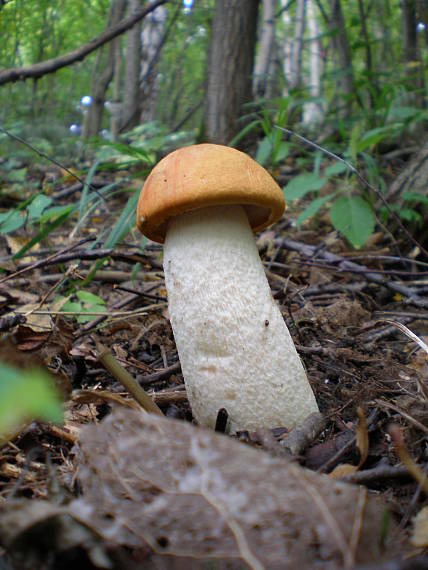 kozák osikový Leccinum albostipitatum den Bakker & Noordel.