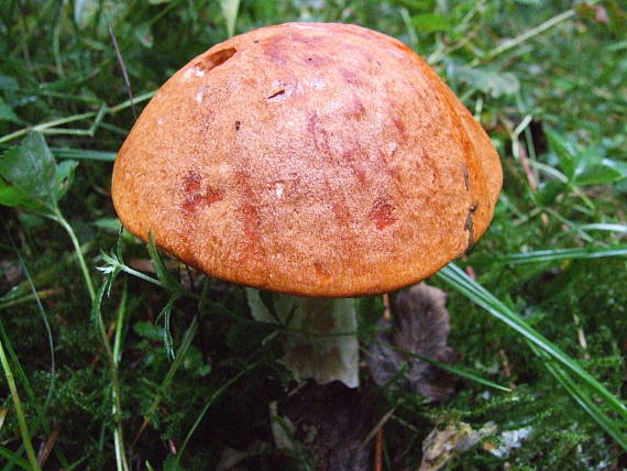 kozák osikový Leccinum albostipitatum den Bakker & Noordel.