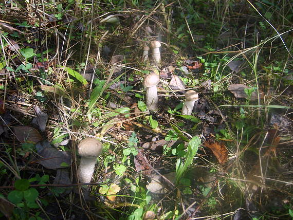 kozak biely Leccinum holopus (Rostk.) Watling