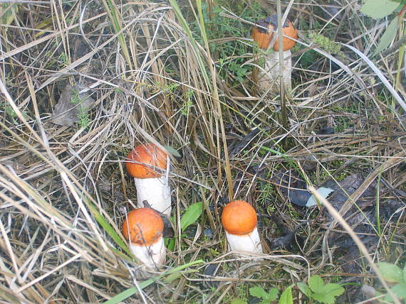 kozak osikový Leccinum holopus (Rostk.) Watling