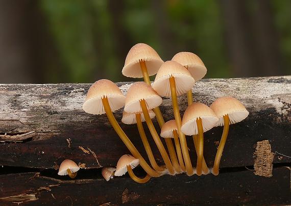 prilbička žltohlúbiková Mycena renati Quél.