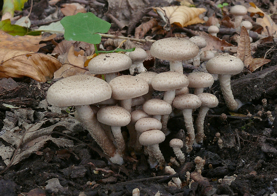 šupinovka gumová Pholiota gummosa (Lasch) Singer