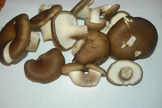 trúdnik Polyporus sp.