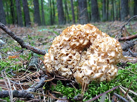 kučierka veľká Sparassis crispa (Wulfen) Fr.