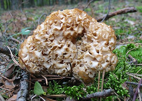 kučierka veľká Sparassis crispa (Wulfen) Fr.