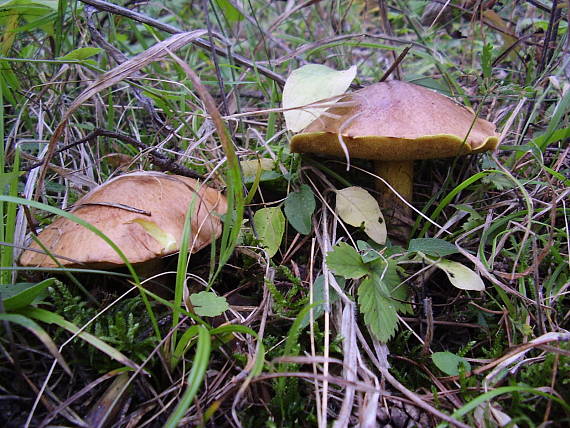 masliak zrnitý Suillus granulatus (L.) Roussel