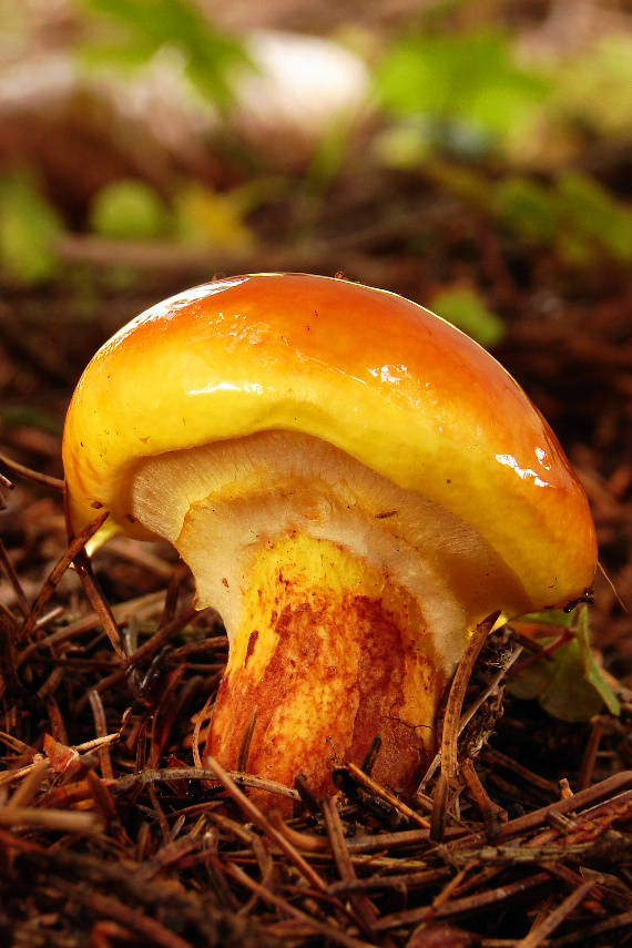 masliak smrekovcový Suillus grevillei (Klotzsch) Singer