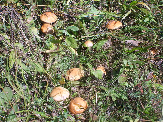 masliak lepkavý Suillus viscidus (L.) Roussel