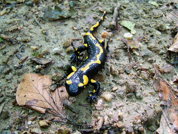 salamandra škvrnitá