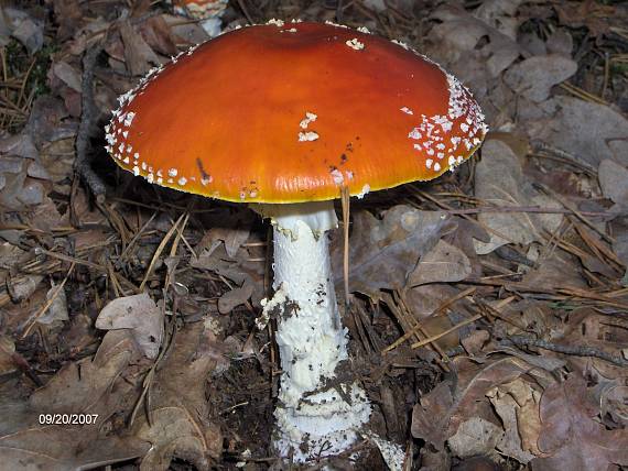 muchotrávka červená? Amanita muscaria (L.) Lam.