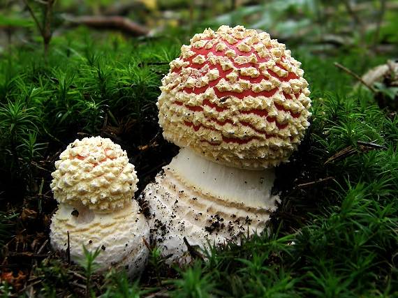 muchotrávka červená Amanita muscaria (L.) Lam.