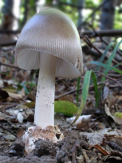 muchotrávka pošvatá Amanita vaginata (Bull.) Lam.