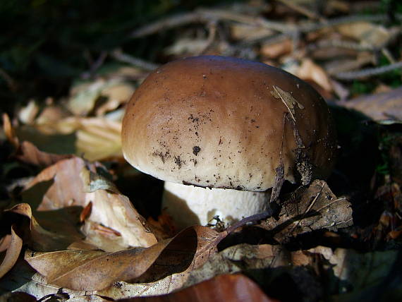 hríb smrekový Boletus edulis Bull.