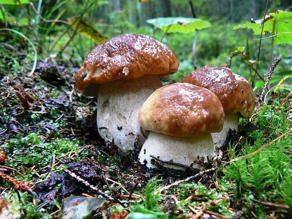 hríb smrekový Boletus edulis Bull.