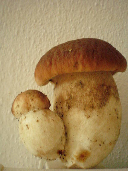 hríb smrekový Boletus edulis Bull.