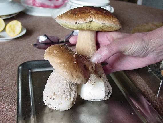 hríb smrekový Boletus edulis Bull.