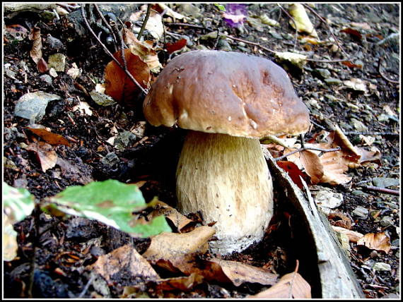 hríb smrekový Boletus edulis Bull.