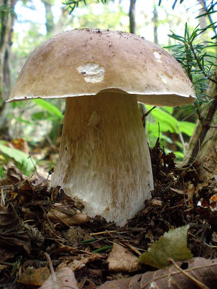 hríb Boletus sp.